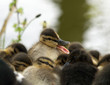 Chicks