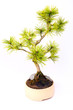 Bonsai Kiefer