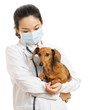 Photo: Veterinarian with dachshund dog Veterinarian with dachshund dog