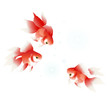 金魚　夏祭り