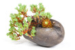 Bonsai, Steingartengewächse