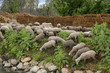 mouton,récolte des roseaux, canal du midi,Gard, 30 , Camargue,