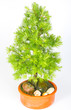 Bonsai Lärche