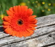 Blumendeko