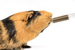 Foto: Meerschweinchen wird Notnahrung verabreicht Meerschweinchen wird Notnahrung verabreicht