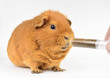 Foto: emergency, feeding Guinea pig with pulp emergency, feeding Guinea pig with pulp
