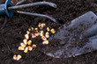 Time Of Sowing