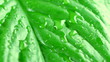 leave and water drops detail