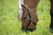 Pferd beim Fressen
