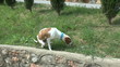 Footage of a dog without the use of its back legs