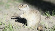 Gopher eating nut