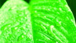 leave and water drops detail
