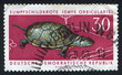 Photo: Pond turtle Pond turtle