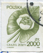 Photo: Nuphar Nuphar