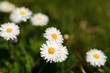 White daisies in a green meadow