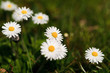 White daisies in a green meadow