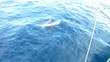Delfine in freier Wildbahn beim Segeln - Video