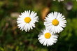 White daisies in a green meadow