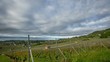 Time lapse of storm clouds over a vineyard, Switzerland