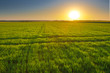 Photo: sunset among a green fields sunset among a green fields