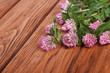 Clover flowers on a brown wooden table