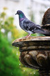 Grey Pigeon