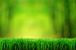 Garden grass background
