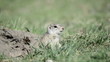 Gopher alarm
