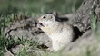 Gopher eats red grape