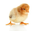 Little chicken isolated on white