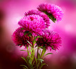Aster Flowers Bouquet Art Design