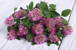 Clover flowers on the gray wooden board