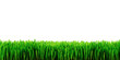 Garden grass isolated on white background