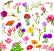 Collage of blooming flowers