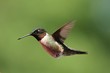 Hovering Hummingbird