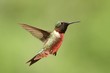Hovering Hummingbird