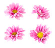Photo: Collage blooming pink chrysanthemum Collage blooming pink chrysanthemum