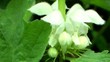 Wild Flowers - Nettle