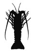 HQ vector silhouette of crayfish isolated on white background.