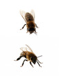 two bees isolated