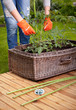 Staking cocktail tomato plants, gardening concept