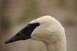Cygnus buccinator