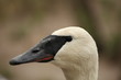 Cygnus buccinator