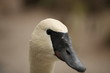 Cygnus buccinator