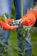 Staking cocktail tomato plants, gardening concept