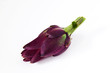 Foto: Purple artichoke flower bud, vegetable on white, isolated Purple artichoke flower bud, vegetable on white, isolated