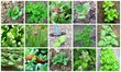 montage de jardinage