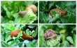 escargot et limace, nuisible de jardin