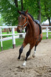 Photo: Horse Horse