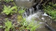 Bach im Wald